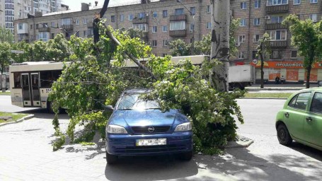 Управление ЖКХ возместит ущерб, нанесенный падением ветви у дороги - ВС