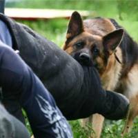Агрессия собак: о чем помнить и как защищаться